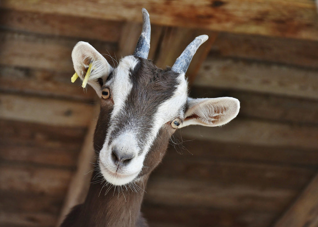 Goat & Sheep Milk Cheese